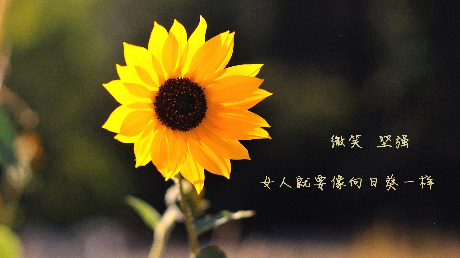 战术手术刀，切尔西如何用窒息式压制，让阿森纳的华丽足球沦为笼中困兽